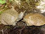 Softshell turtle has most distinct evolutionary history among Canadian species: Study