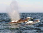 Japan Fisheries Agency proposes allowing commercial catching of fin whales