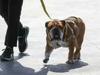 Lewis Hamilton thanks 'overwhelming' response to dog Roscoe's death