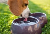 The City Gardener: Water, water everywhere!