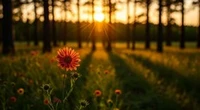The City Gardener: Endless summer