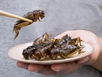 CHARLEBOIS: Crickets, collapse, consumer choice fuel Ottawa's protein problem