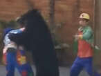 Video captures circus bear turning on and attacking ring master