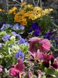 The City Gardener: What should I plant?