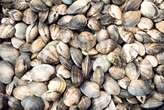 California mom fined $88K after kids collect clams from shore