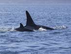 Man whose attempt to ‘body slam’ orca in New Zealand was captured on video fined