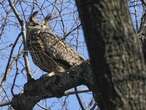 What killed Flaco the owl? New York zoologists testing for toxins, disease