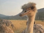 WARMINGTON: Court ruling stops government from killing ostriches in B.C.