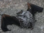 Ontario boy died from rabies after a bat sat on his face while he was sleeping