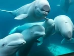 Marineland informs feds belugas may be euthanized if relocation not possible