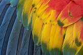 Argentina towns face torrent of harassment ... from parrots