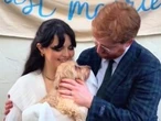 Senior dog reportedly spent last 'good' day watching pet parents get married