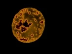 New study sheds light on microplastics found in drinks