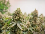 Can marijuana help you sleep? Here's what experts say