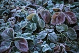 City Gardener: The merry frosts of May