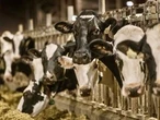 WIENS: Defending Canadian dairy farms is worth taking a stand 