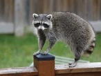 DEAR ABBY: Neighbour’s ‘pet project’ is now more than a nuisance