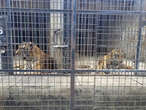 Dozens of zoo tigers die after contracting bird flu in southern Vietnam