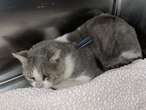 Cat shot with arrow dies during emergency surgery, rescue says