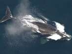 Right whale population grows 4% but extinction threat remains