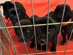 Homeless man leaves puppies at N.C. shelter with heart-tugging note