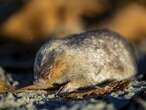 STILL ALIVE!: Golden mole not seen for 80 years and presumed extinct is found again in South Africa