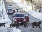 Grand Teton grizzly No. 399 that delighted visitors for decades killed by vehicle in Wyoming