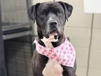 At adoption event, shelter dog alerts man he's about to have seizure