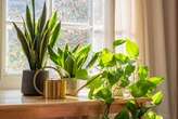 The City Gardener: Which houseplants to grow, if you can’t grow houseplants