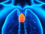 The body’s most mysterious organ may play a key role in longevity and cancer