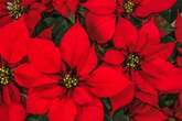 The City Gardener: Top Christmas houseplants