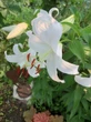 The City Gardener: Luscious lilies