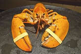 Crush, rare orange lobster, diverted from dinner plate to aquarium by Denver Broncos fans