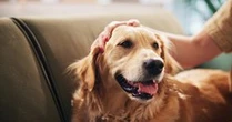 Longevity drug for dogs could extend life of pets, and maybe humans