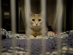 STOSSEL: Banning pet stores from selling animals does more harm than good