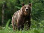 Scottish woman, 72, survives bear attack in Romania