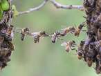 Father stung more than 100 times by bees while protecting daughter from swarm