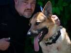 German shepherd Boomer was to be euthanized but now he’s sniffing out bombs