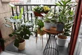 The City Gardener: Houseplant vacations