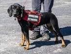 DEAR ABBY: A service dog is a critical resource for handler