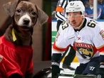 Dog named after Maple Leafs rival last one left in ‘Stanley Pup’ adoption drive