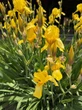 City Gardener: The goddess returns