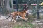 TIGER TALES: Woman hops fence at N.J. zoo, tries to touch Bengal