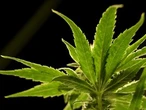 A drug made from marijuana reduced back pain in a large study