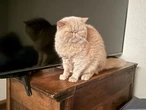 How a cat named Pudge became a college football viral sensation