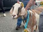 The G.O.A.T. of Canadian half marathon was — an actual goat