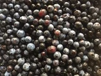 Prolonged drought stunts renowned wild blueberry crop in Maritimes