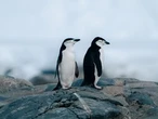 5 facts about queer animal behaviour from CBC's Animal Pride
