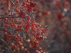 Bear warning issued due to buffaloberry abundance in Kananaskis Country, Bow Valley