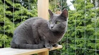 How to make a catio for your feline friend